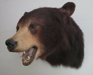 Black Bear Shoulder Mount Taxidermy 