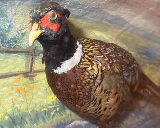 Herman Grieb Pheasant Taxidermy Diorama