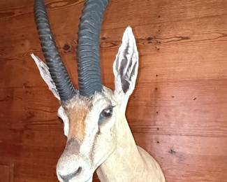 Gazelle Shoulder Mount