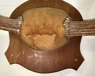 Moose Antler Wall Mount