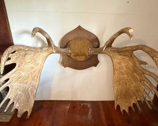 Moose Antler Wall Mount
