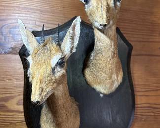 Double Kirk's Dik-Dik Taxidermy Mount