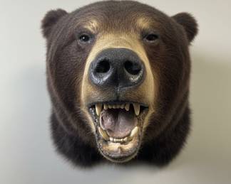 Black Bear Shoulder Mount Taxidermy 