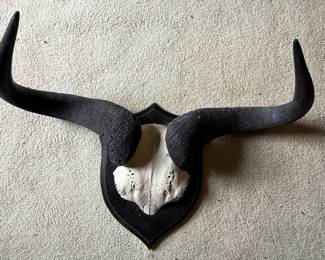 Rowland Ward Style African Cape Buffalo Horn Mount