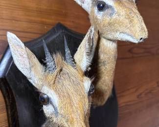Double Kirk's Dik-Dik Taxidermy Mount