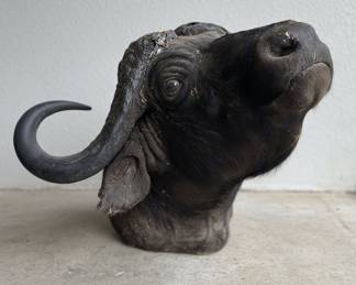 Cape Buffalo Shoulder Mount Style
