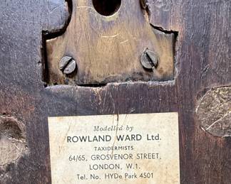 Rowland Ward Style African Cape Buffalo Horn Mount