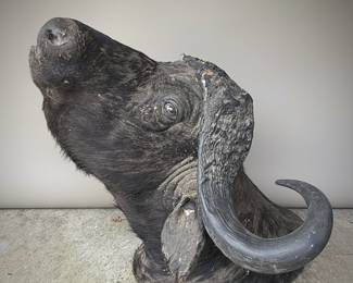 Cape Buffalo Shoulder Mount Style