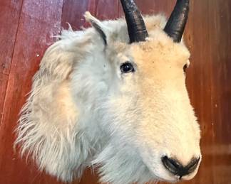 Mountain Goat Shoulder Mount