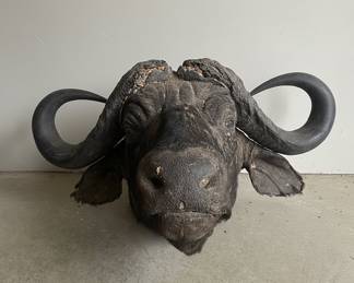 Cape Buffalo Shoulder Mount Style