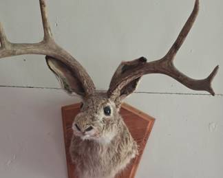 Jackalope Taxidermy Mount