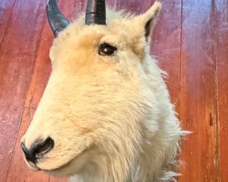 Mountain Goat Shoulder Mount