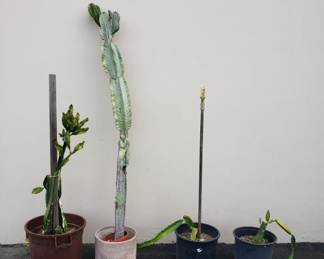 Lot # : 158 - Group of potted plant