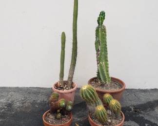 Lot # : 156 - Group of potted cactus