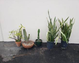 Lot # : 161 - Group of potted plants