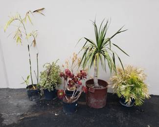 Lot # : 159 - Group of potted plants