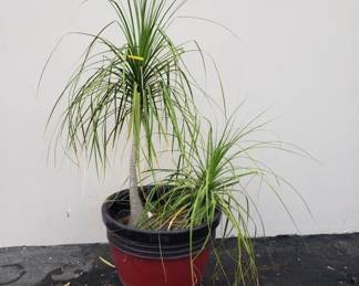 Lot # : 163 - Live potted plant in a plastic planter