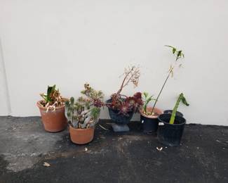 Lot # : 162 - Group of potted plants