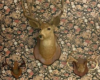 DEER SHOULDER MOUNT, DEER ANTLERS