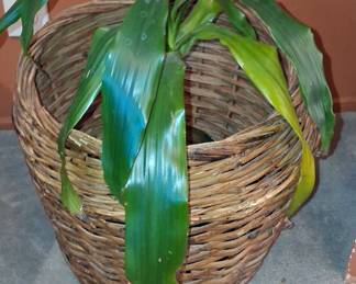 Dracaena Fragrans 'Janet Craig' in Woven Wicker Planter Basket
