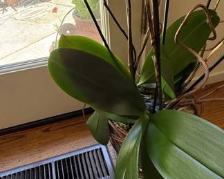 Phalaenopsis Orchid Plant