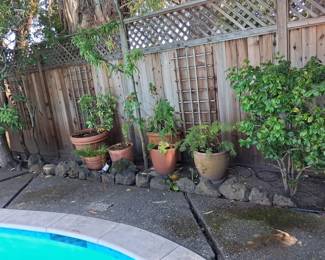 Assorted Potted Plants