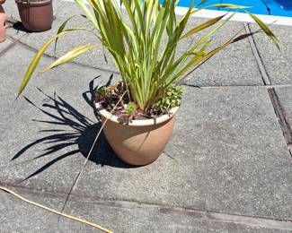Phormium 'Bronze Baby' Flax Lily