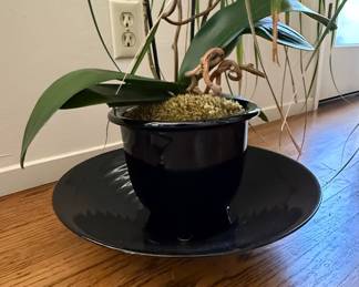 Phalaenopsis Orchid Plant in Black Ceramic Pot