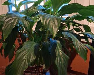 Mature Spathiphyllum (Peace Lily) in Decorative Woven Basket Planter