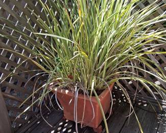Terracotta Square Planter with Foliage