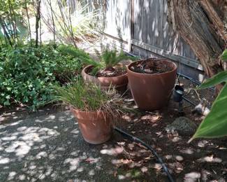 Terracotta Planters with Ornamental Grasses and Ivy