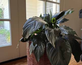 Peace Lily (Spathiphyllum)