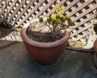 Terracotta Glazed Planter with Aeonium Haworthia Succulent