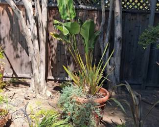 White Bird of Paradise Plant in Terracotta Pot