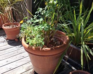 Large Terracotta Planter Pot