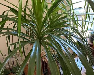 Dracaena Marginata (Dragon Tree)