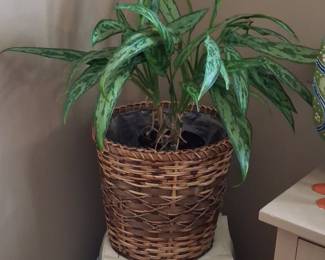 Aglaonema 'Maria' Chinese Evergreen Plant