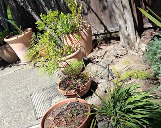 Assorted Terracotta Planters with Assorted Plants