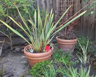 Phormium (New Zealand Flax)
