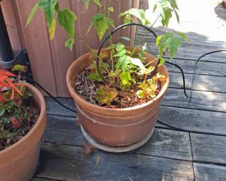Terracotta Pot with Plant