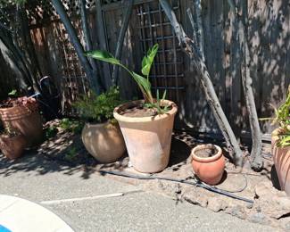 Terracotta Planter with Bird of Paradise Plant