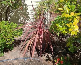 Cordyline australis 'Purpurea' (Purple Cabbage Tree)
