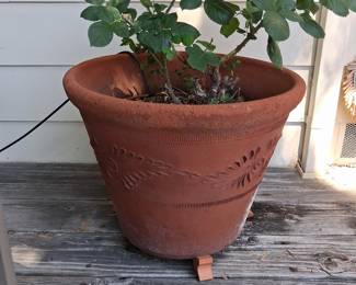 Terracotta Rose Planter with Rose Bush