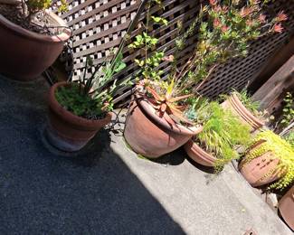 Terracotta Planters with Assorted Succulents and Foliage
