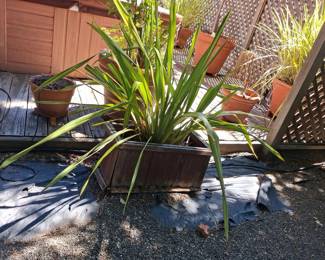 Variegated New Zealand Flax (Phormium tenax) in Rustic Wooden Planter