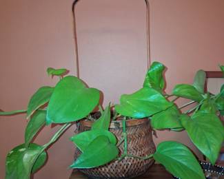 Golden Pothos Plant in Woven Basket Planter with Handle