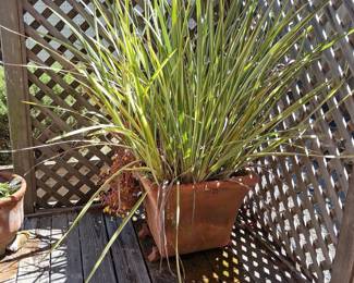 Variegated Phormium (New Zealand Flax) in Terracotta Pot