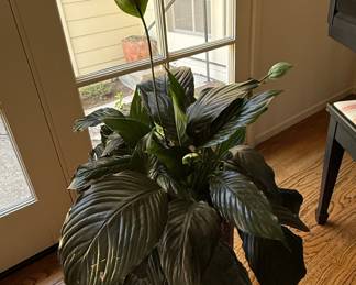 Peace Lily (Spathiphyllum)