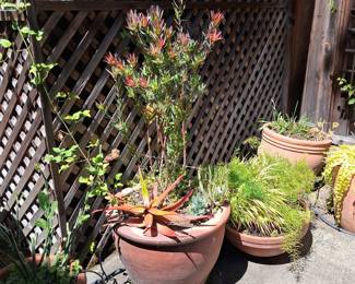 Leucadendron 'Safari Sunset' in Terracotta Planter with Assorted Succulents