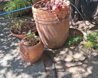 Terracotta Planter Pots with Bird of Paradise Plants
